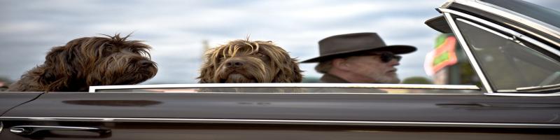 Animali in Viaggio